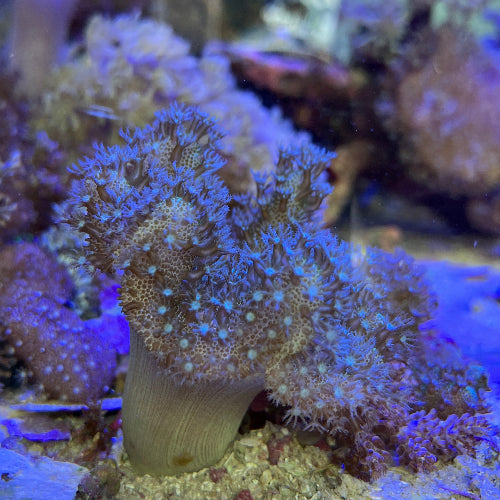 Pilzlederkoralle - Lobophytum sp. Ableger Aqua Planet