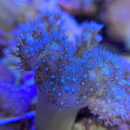 Pilzlederkoralle - Lobophytum sp. Ableger Aqua Planet