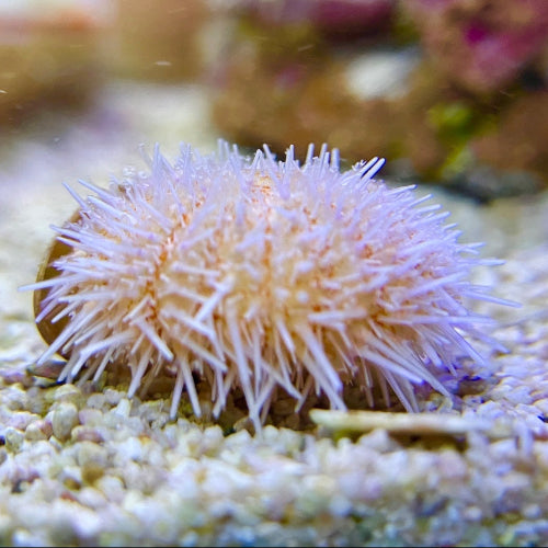 Pinker Seeigel - Salmacis belli
