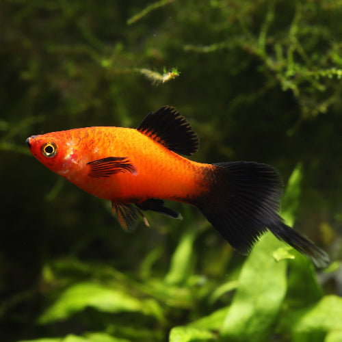 Platy - Xiphophorus maculatus "Pinsel Farbmix"