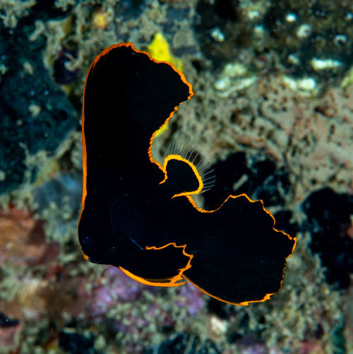 Fledermausfisch - Platax pinnatus "Nachzucht"
