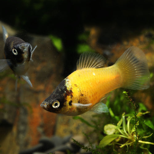 Platy - Xiphophorus maculatus "Bumblebee"