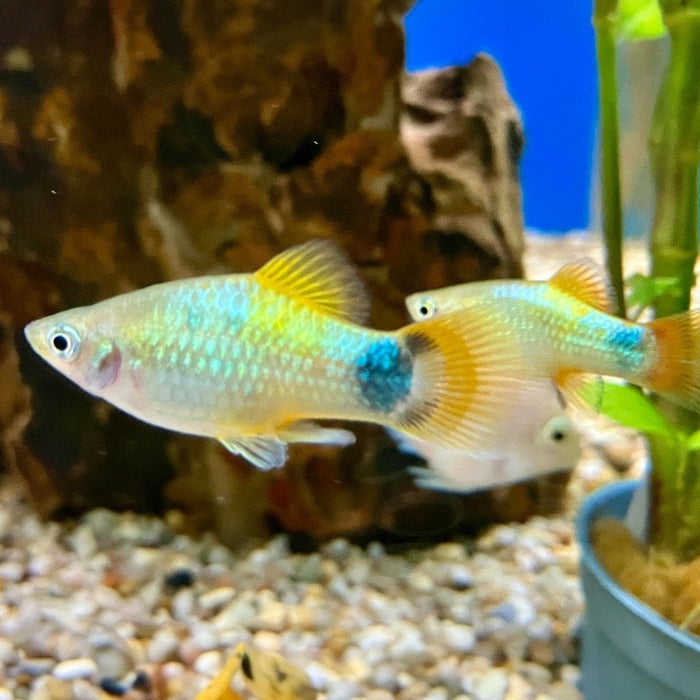 Platy - Xiphophorus maculatus "Blau Schmetterling Mickey"
