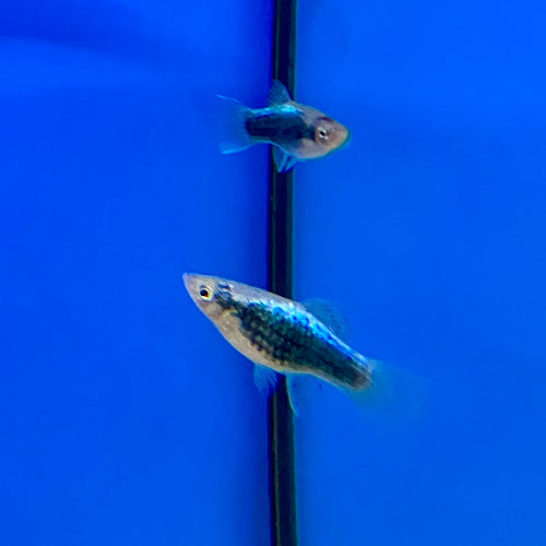 Platy - Xiphophorus maculatus "Neon Blau Tuxedo"