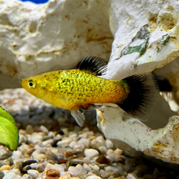 Platy - Xiphophorus maculatus "Gelb wagtail"