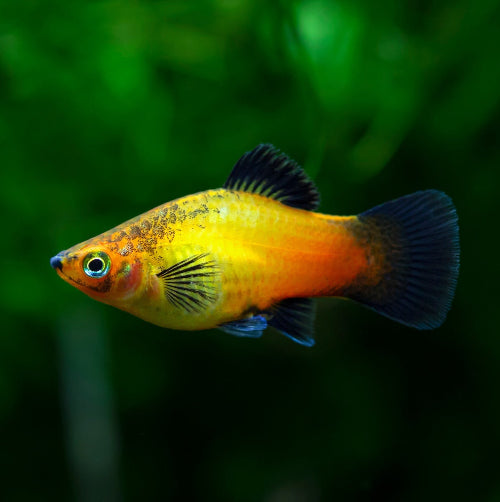 Platy - Xiphophorus maculatus "Sunset Wagtail"