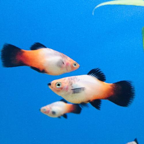 Platy - Xiphophorus maculatus "Tricolor Wagtail"