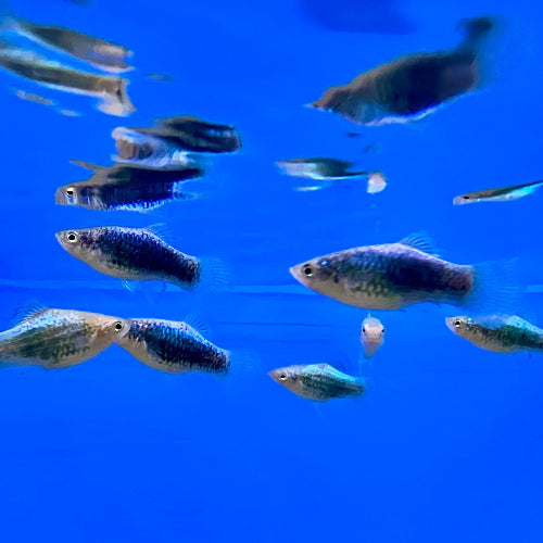 Platy - Xiphophorus maculatus "Neon Blau Tuxedo"