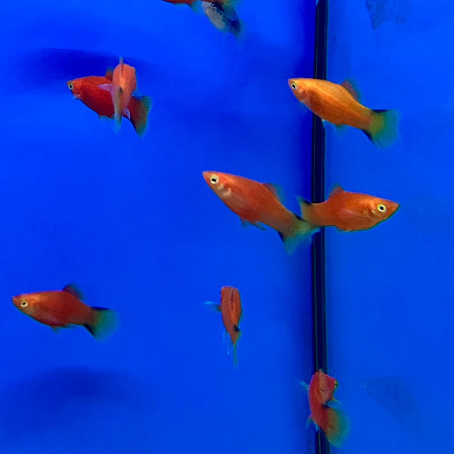 Platy - Xiphophorus maculatus "Red victory"