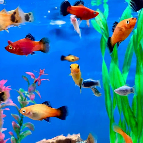 Platy - Xiphophorus maculatus "Mix"