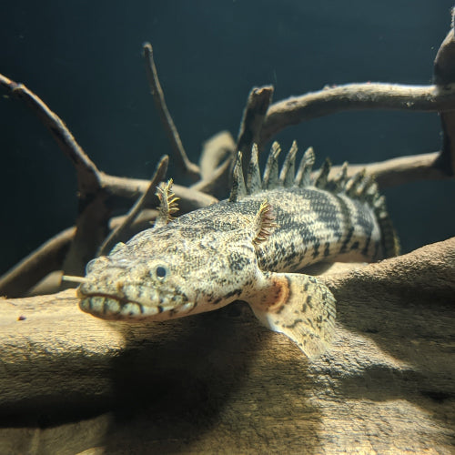 Endlichers Flösselhecht  - Polypterus endlicheri