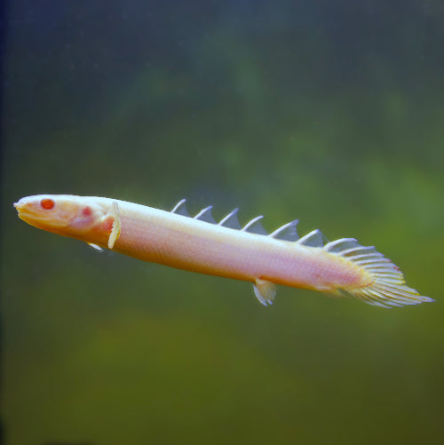 Senegal Flösselhecht - Polypterus senegalus "albino"