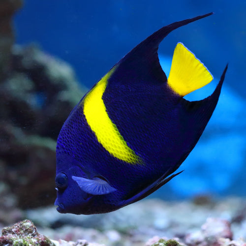 Halbmond Kaiserfisch - Pomacanthus asfur