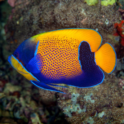 Traumkaiser - Pomacanthus navarchus