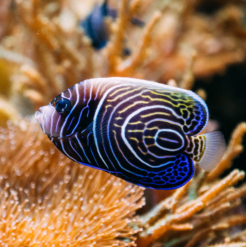 Traumkaiser - Pomacanthus navarchus "Nachzucht"