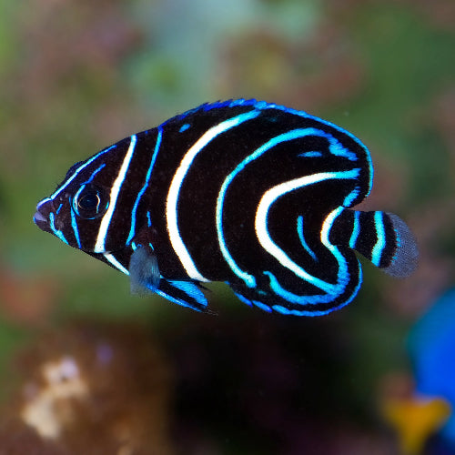 Koran Kaiserfisch - Pomacanthus semicirculatus