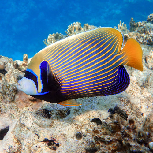 Imperator Kaiserfisch - Pomacanthus imperator "Adult"