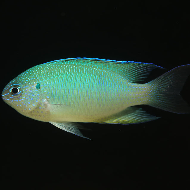 Pfauen Demoiselle - Pomacentrus pavo