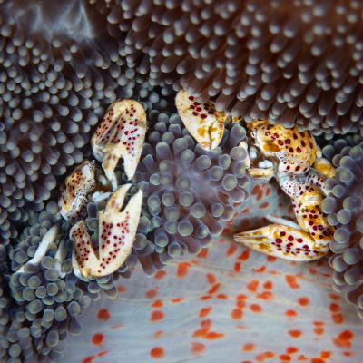 Anemonen Porzellankrebs - Neopetrolisthes maculatus  "PAAR"