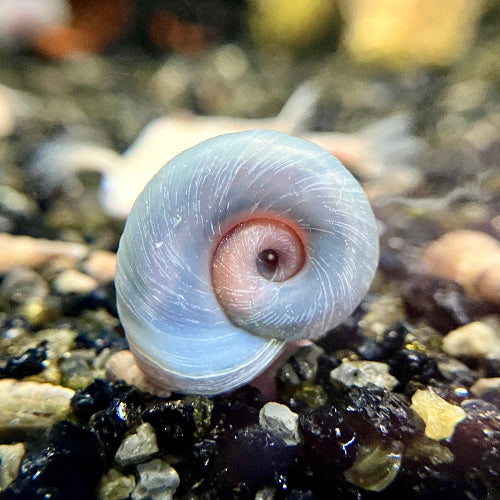 Posthornschnecke - Planorbarius corneus "Blau"