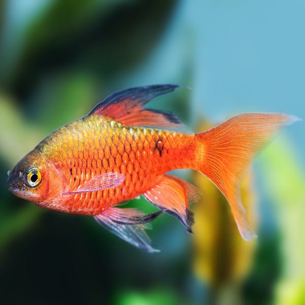 Prachtbarbe - Pethia conchonius "schleier"
