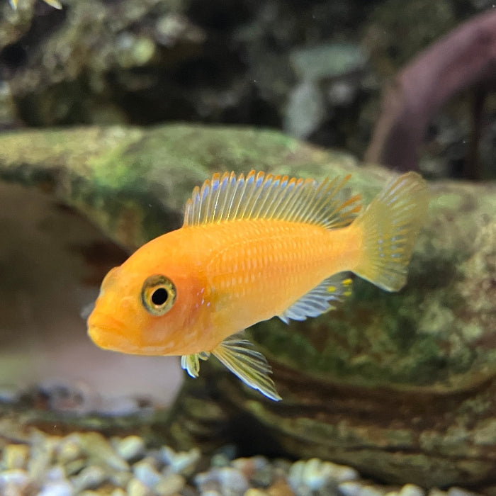 Roter Zebrabuntbarsch - Pseudotropheus zebra "Blood red"