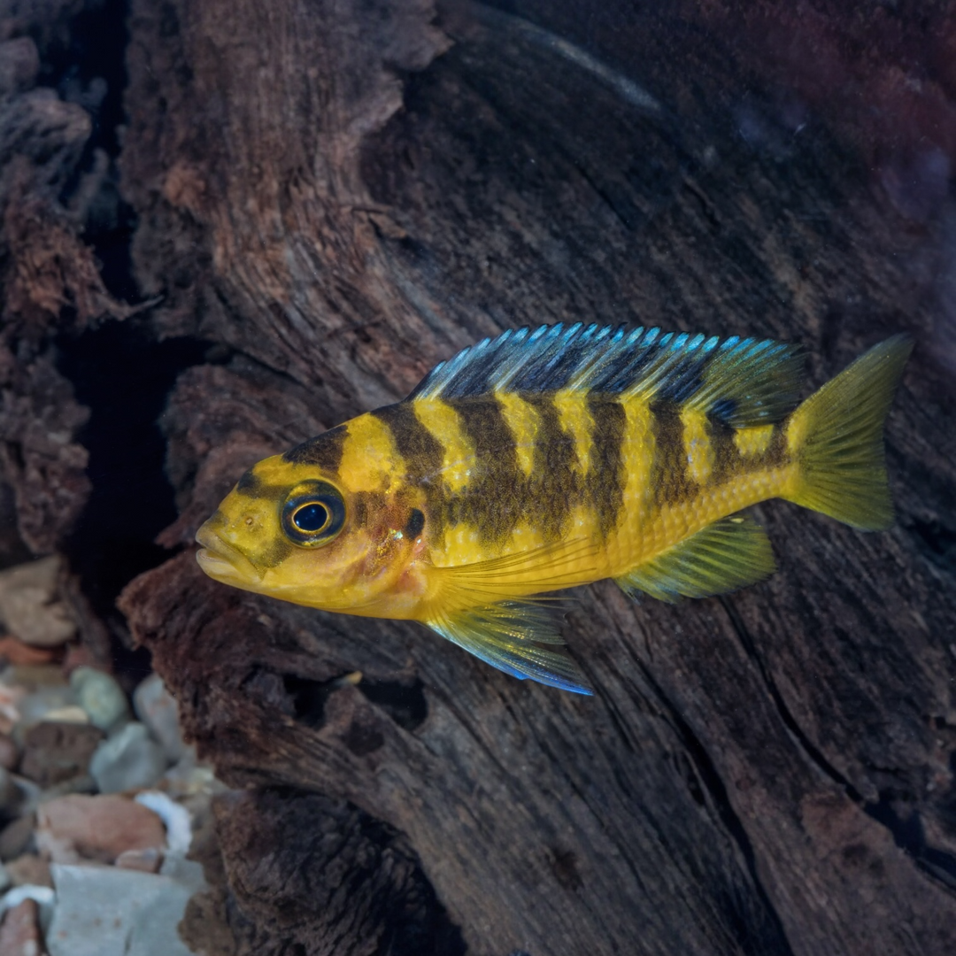 Chamäleonbuntbarsch - Pseudotropheus crabro