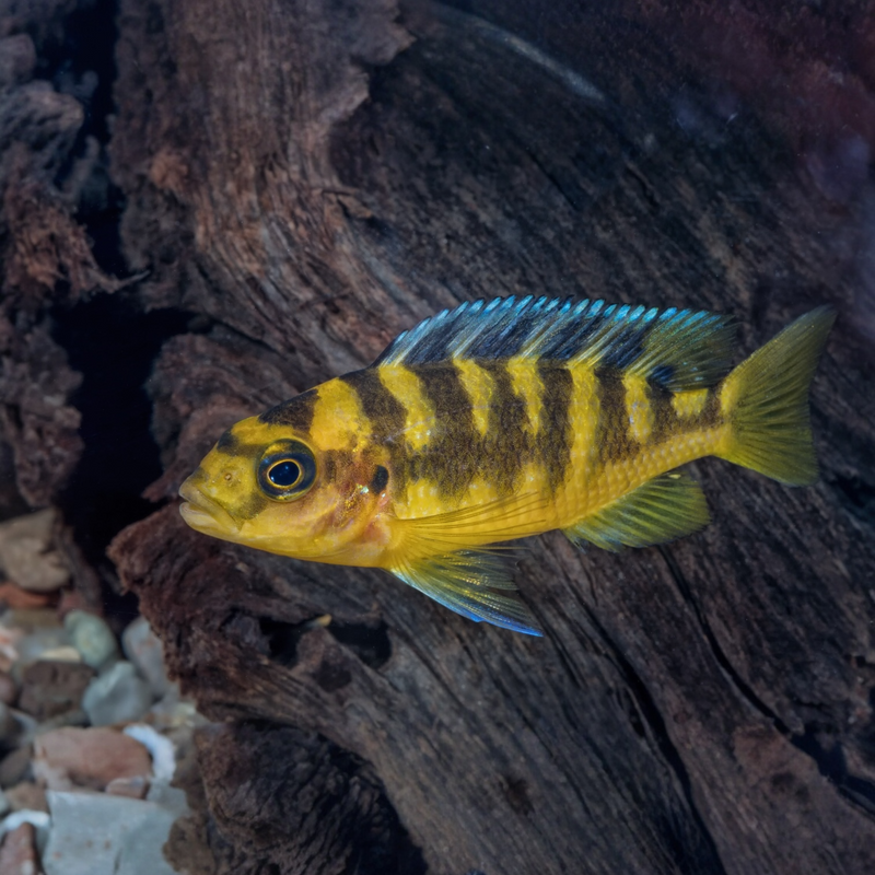 Chamäleonbuntbarsch - Pseudotropheus crabro