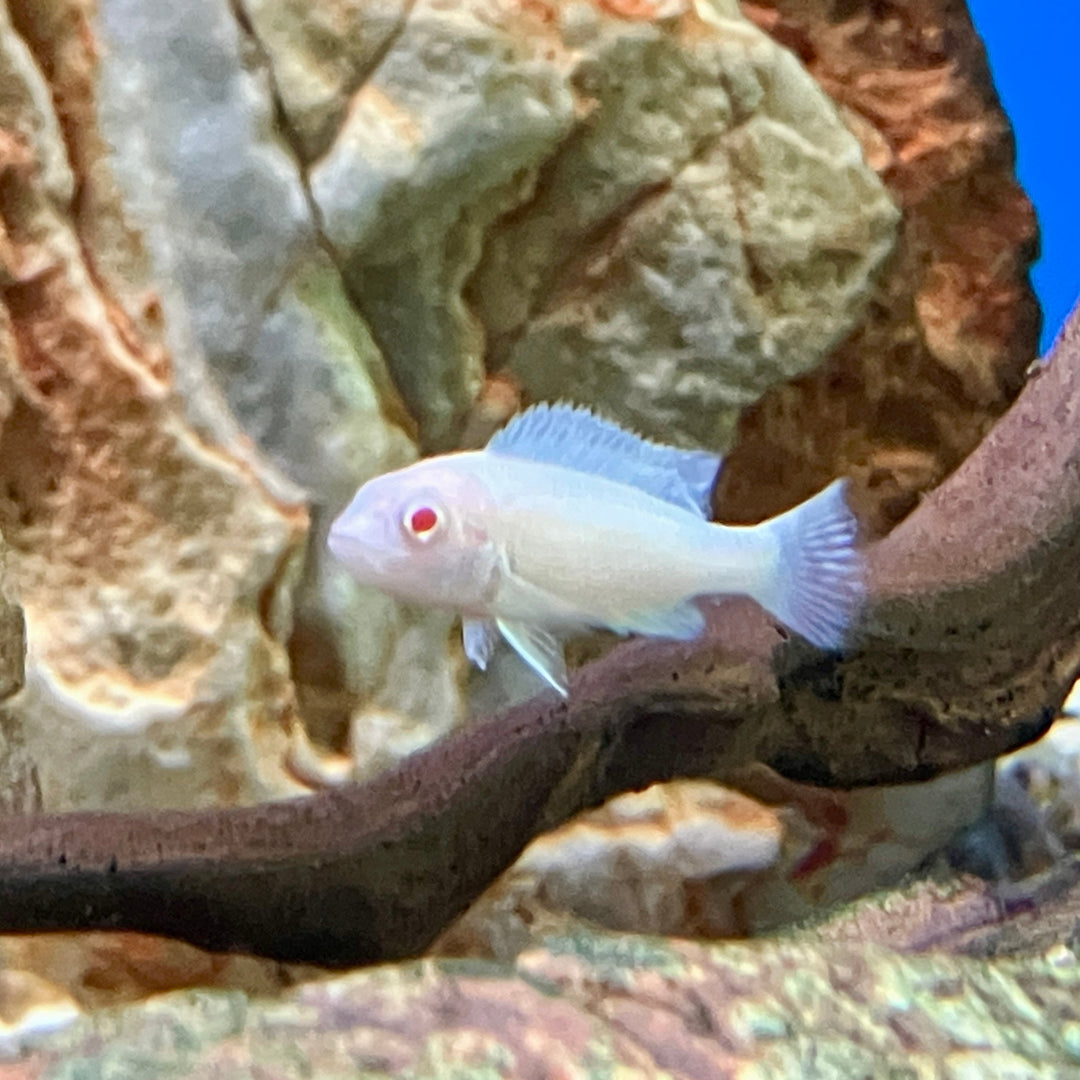 Eisblauer Maulbrüter - Pseudotropheus socolofi "Albino"