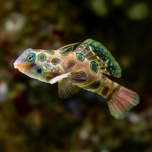 LSD Mandarinfisch - Pterosynchiropus picturatus "Nachzucht"