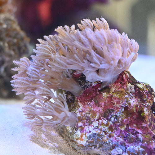 Pumpende Xenia - Xenia umbellata Ableger Aqua Planet