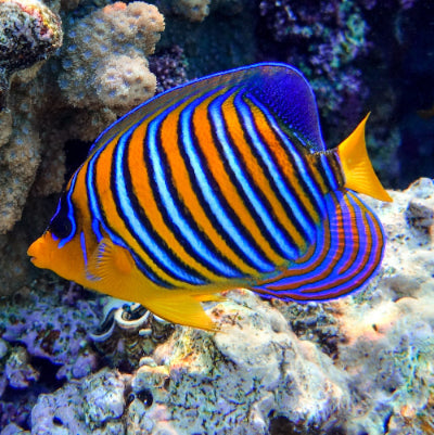Pfauenkaiserfisch - Pygoplites diacanthus
