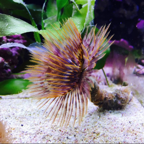 Röhrenwurm - Sabellastarte sp. "Indischer Ocean"