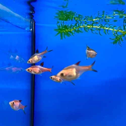 Keilfleckbärbling - Rasbora heteromorpha "Gold"