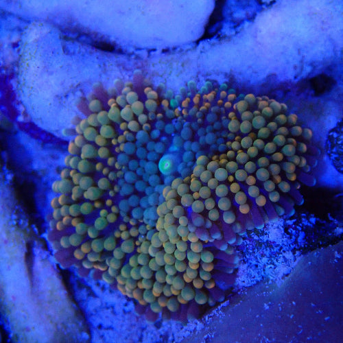 Florida Scheibenanemone - Ricordea Florida "orange"