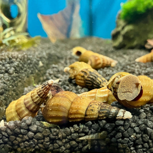 Riesen Turmdeckelschnecke - Brotia herculea