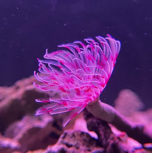 Röhrenwurm - Sabellastarte sp. "Pink/Weiß"