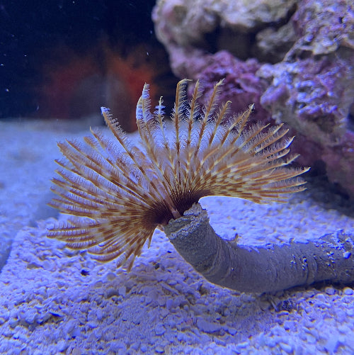 Röhrenwurm - Sabellastarte sp. "Indischer Ocean"