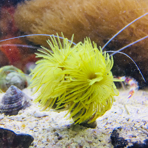 Röhrenwurm - Sabellastarte sp. "Gelb"