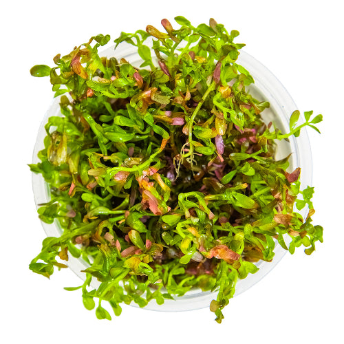 Blutrote Rotala – Rotala rotundifolia "Blood Red"