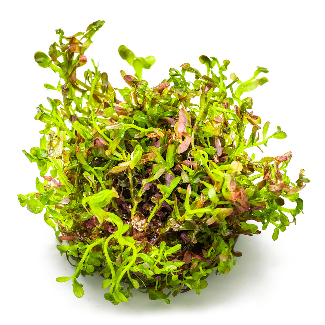 Blutrote Rotala – Rotala rotundifolia "Blood Red"