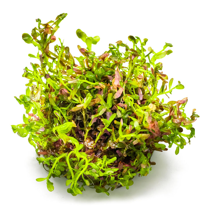 Blutrote Rotala – Rotala rotundifolia "Blood Red"