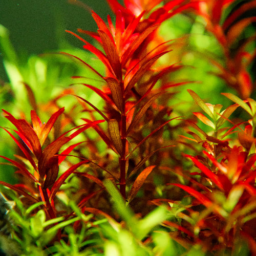 Blutrote Rotala – Rotala rotundifolia "Blood Red"