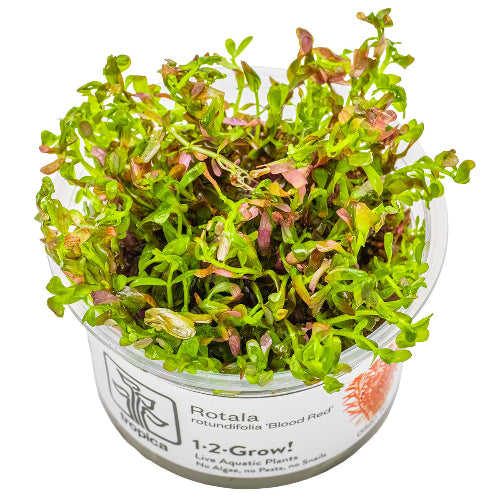Blutrote Rotala – Rotala rotundifolia "Blood Red"
