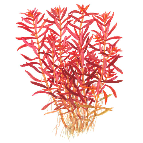 Blutrote Rotala – Rotala rotundifolia "Blood Red"