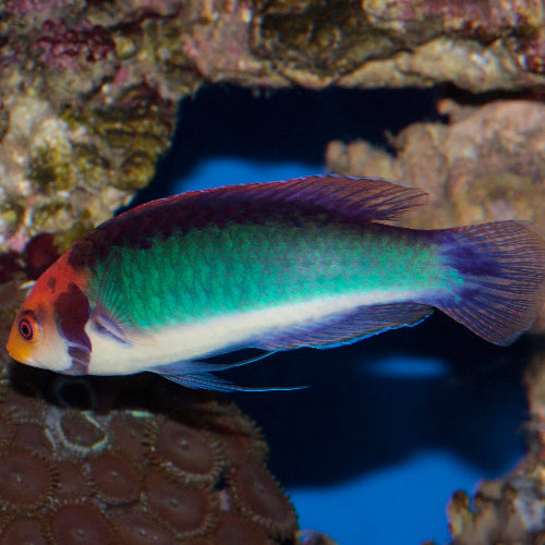 Rotaugen Zwerglippfisch - Cirrhilabrus solorensis