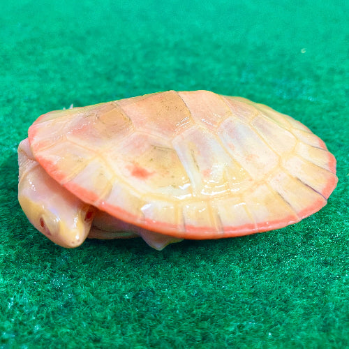 Rotbauch Spitzkopf Schildkröte - Emydura subglobosa  "Albino" Nachzucht 2025