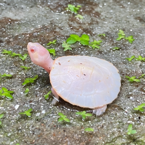 Rotbauch Spitzkopf Schildkröte - Emydura subglobosa  "Albino" Nachzucht 2025