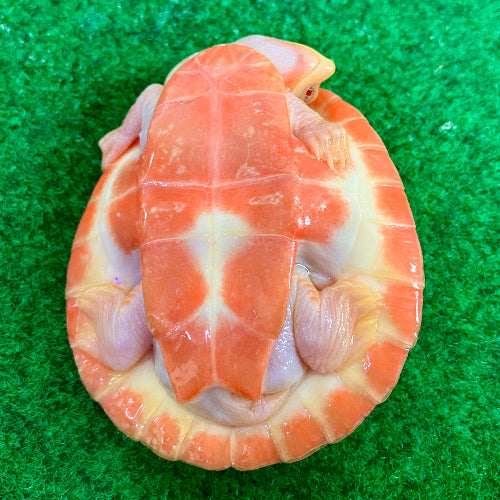 Rotbauch Spitzkopf Schildkröte - Emydura subglobosa  "Albino" Nachzucht 2025