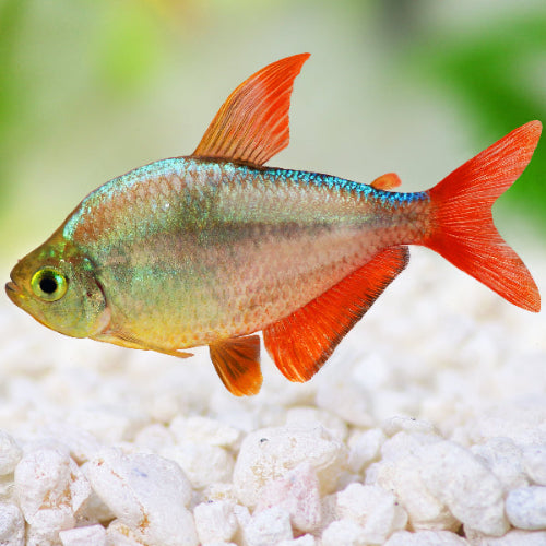 Rotblauer Kolumbianer - Hyphessobrycon columbianus "rot/blau"